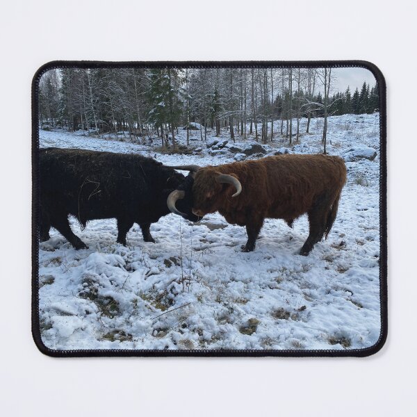 Item preview, Scottish Highland Cattle Bulls 4178 designed and sold by SaarelaHighland.