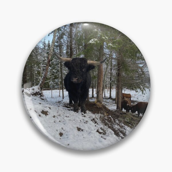 Artikelvorschau, Scottish Highland Cattle Bulls 4179 entworfen und verkauft von SaarelaHighland.