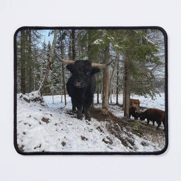 Item preview, Scottish Highland Cattle Bulls 4179 designed and sold by SaarelaHighland.