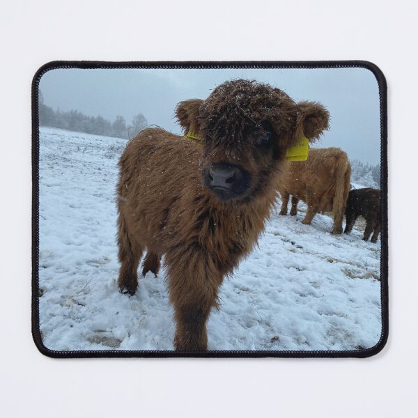 Item preview, Scottish Highland Cattle Calf 4180 designed and sold by SaarelaHighland.