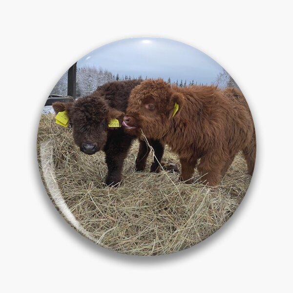 Item preview, Scottish Highland Cattle Calves 4183 designed and sold by SaarelaHighland.