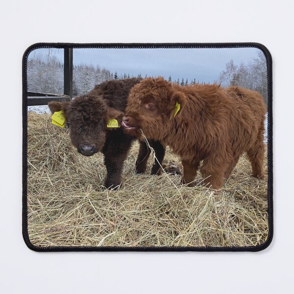 Item preview, Scottish Highland Cattle Calves 4183 designed and sold by SaarelaHighland.