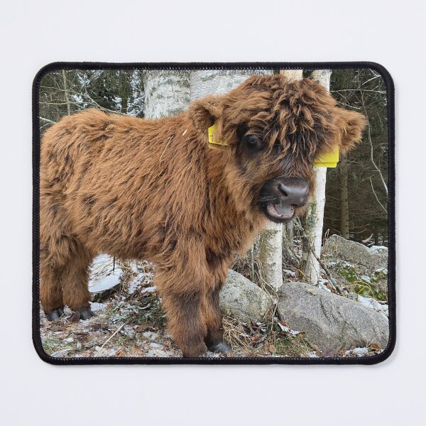Item preview, Scottish Highland Cattle Calf 4184 designed and sold by SaarelaHighland.