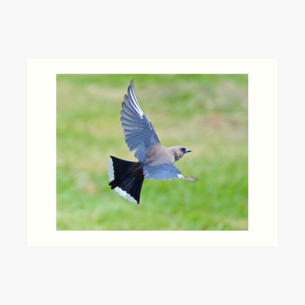 SWALLOW ~ Dusky Woodswallow by David Irwin ~ WO Art Print