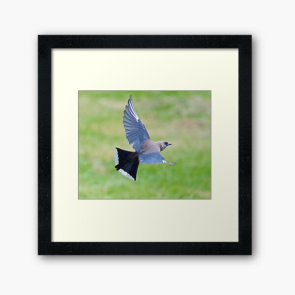SWALLOW ~ Dusky Woodswallow 6V2WWVLT by David Irwin ~ WO Framed Art Print