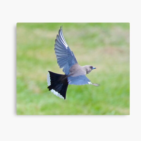 SWALLOW ~ Dusky Woodswallow 6V2WWVLT by David Irwin ~ WO Metal Print