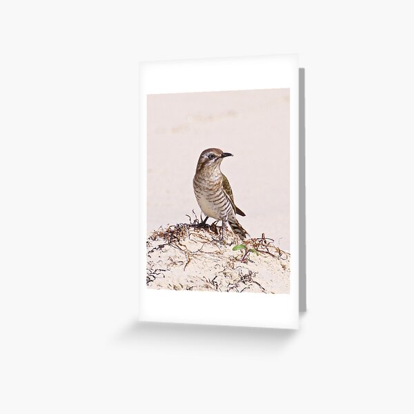 CUCKOO ~ Shining Bronze-Cuckoo by David Irwin Greeting Card