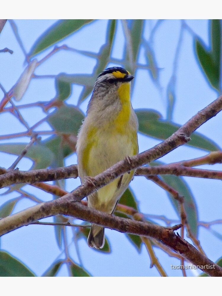 Thumbnail 2 of 2, Greeting Card, PARDALOTE ~ Striated Pardalote rxrDF5Jq by David Irwin designed and sold by tasmanianartist.