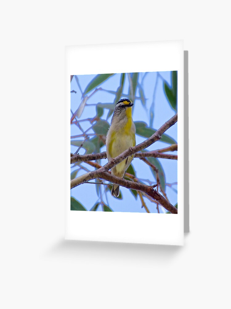 Thumbnail 1 of 2, Greeting Card, PARDALOTE ~ Striated Pardalote rxrDF5Jq by David Irwin designed and sold by tasmanianartist.