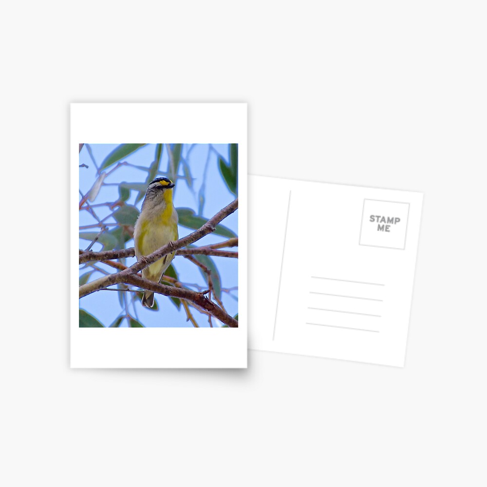 Item preview, Postcard designed and sold by tasmanianartist.