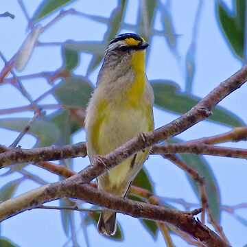 Artwork thumbnail, PARDALOTE ~ Striated Pardalote rxrDF5Jq by David Irwin by tasmanianartist