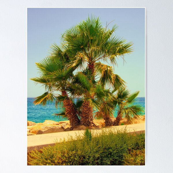 Item preview, Palmera designed and sold by James Rutherford.