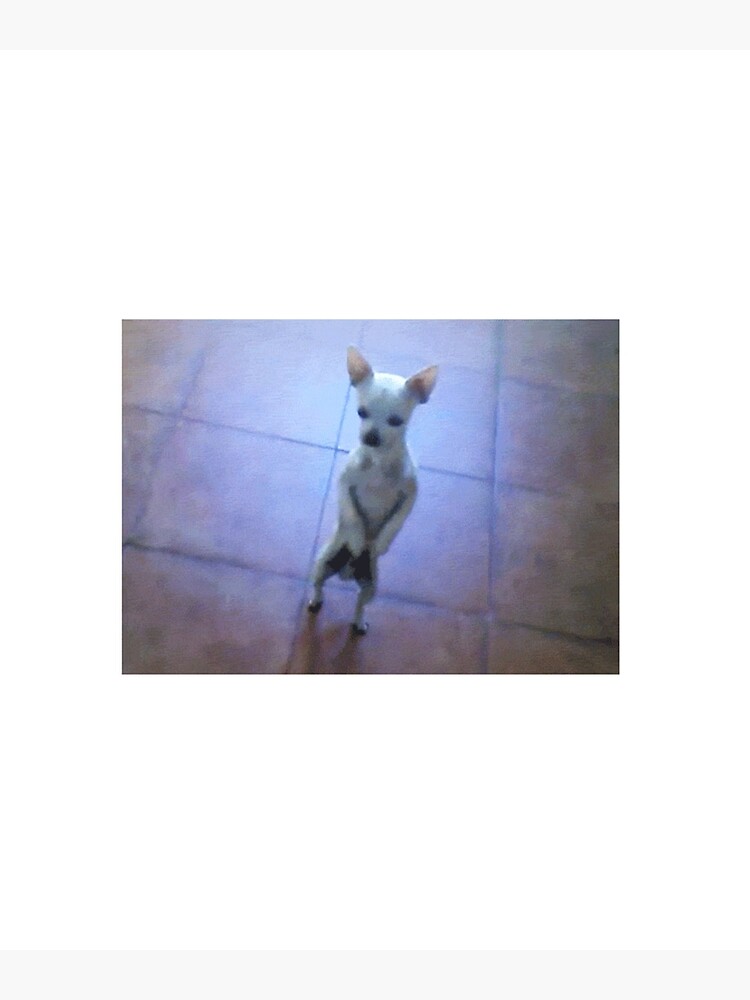 Dancing chihuahua 2024