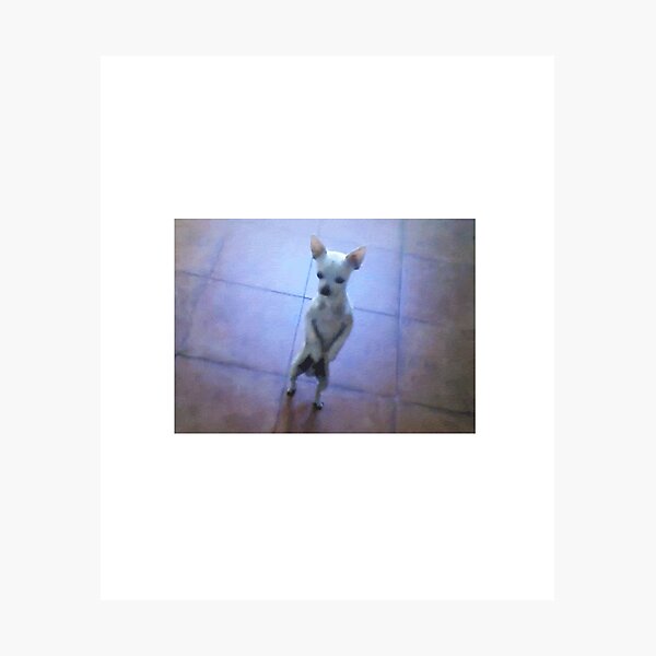 Chihuahua Dancing Photographic Prints for Sale Redbubble