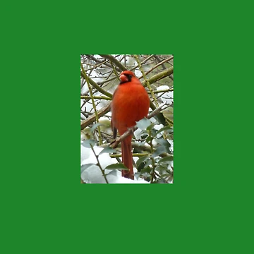 Artwork thumbnail, Red Cardinal In Winter by TechLaughs