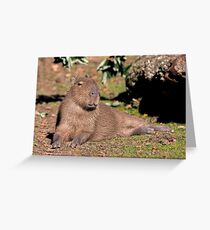 Sitting Pretty Greeting Card