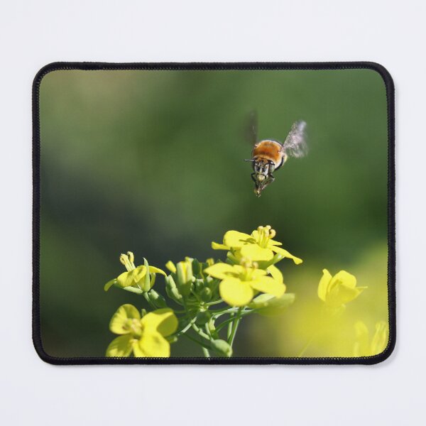 Item preview, Digger bee in flight designed and sold by GreyFeatherPhot.