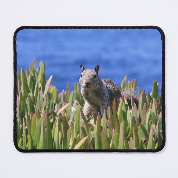 Item preview, Hello! I Am a Seaside Squirrel, Nice to Meet You! designed and sold by heatherfriedman.