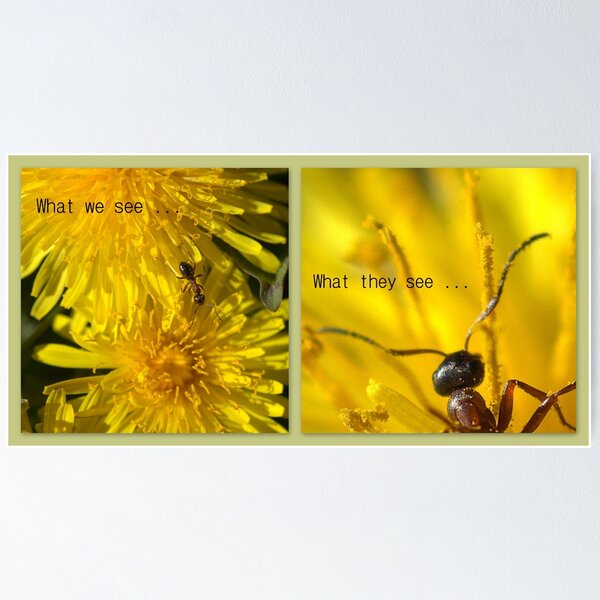 Item preview, PERSPECTIVE designed and sold by Betsy Seeton.
