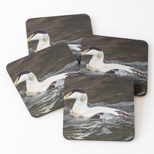 Item preview, Eider Duck designed and sold by Tom McPherson Photography.