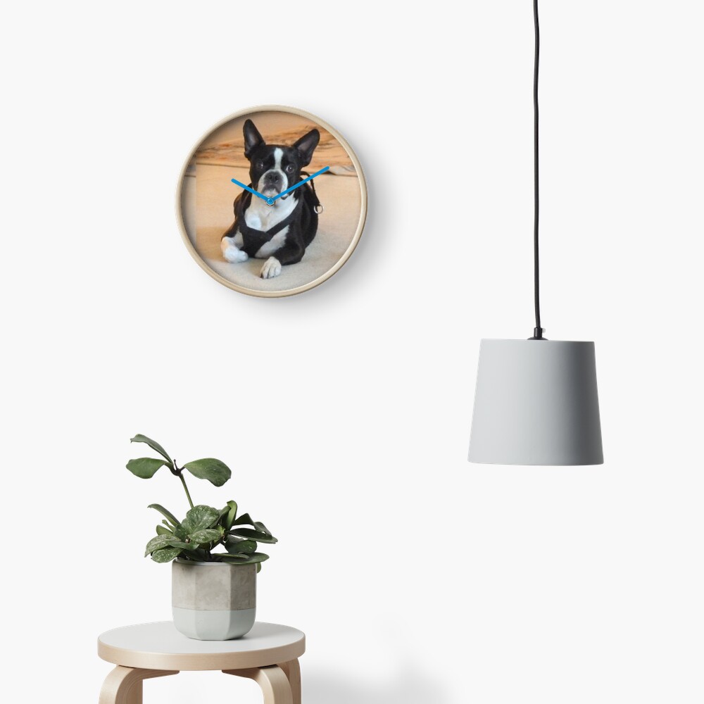 Yoda. Boston Terrier Clock
