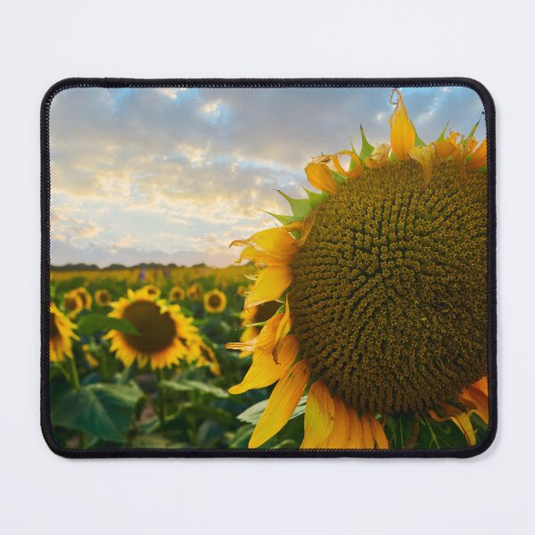 Item preview, Sunflower Field designed and sold by Cgaskins.