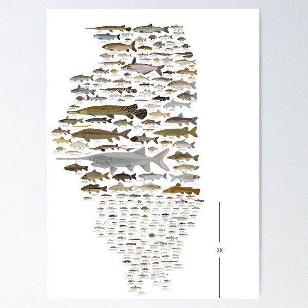 Illinois Fish Species Poster Poster