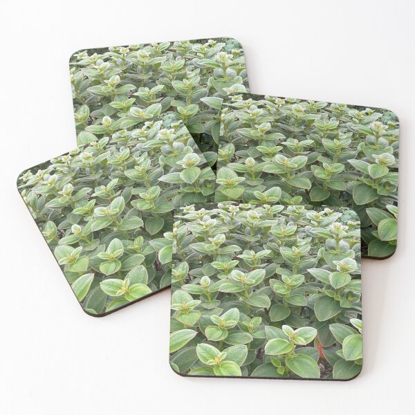 Item preview, Silver Leafed Princess Flower Photo designed and sold by BaggyYogaPants.