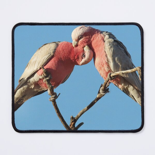 Item preview, Loving Galahs designed and sold by Seesee.