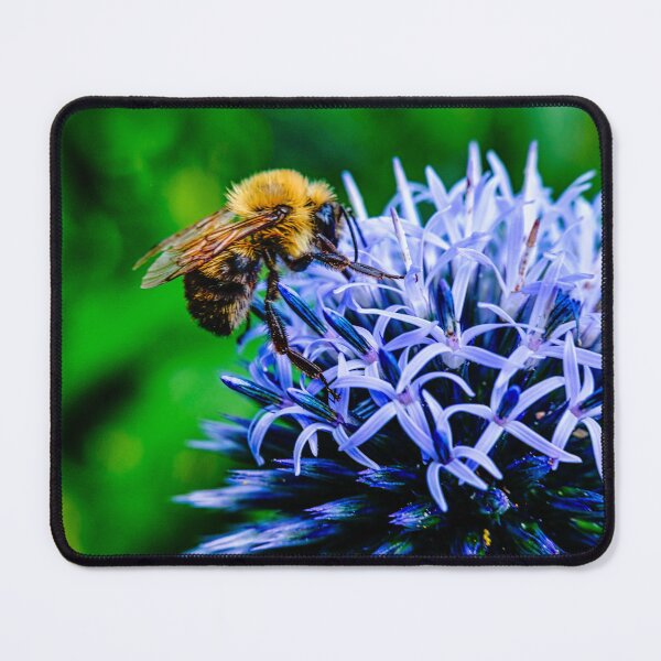 Item preview, Bee On Small Globe Thistle 2 designed and sold by Robert Alsop.