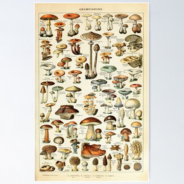 Item preview, Champignon I Vintage French Mushroom Chart by Adolphe Millot designed and sold by wildtribe.