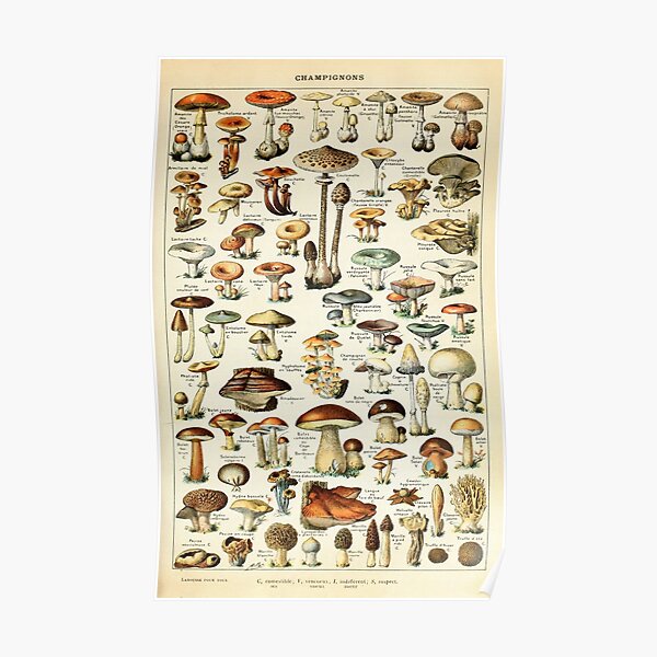 Champignon I Vintage French Mushroom Chart by Adolphe Millot Poster