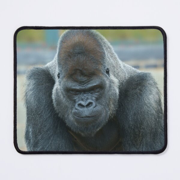 Item preview, Silverback On The Move designed and sold by rawshutterbug.