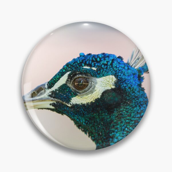 Item preview, Peacock head against bright background designed and sold by Images by Chris de Blank.