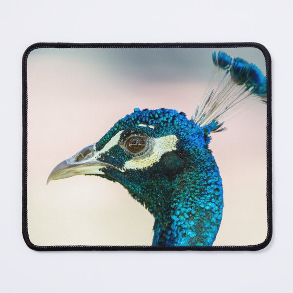 Item preview, Peacock head against bright background designed and sold by Images by Chris de Blank.