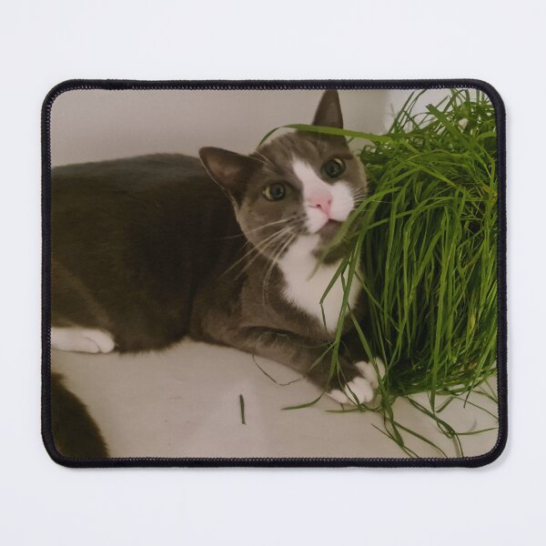 Item preview, Derpy Cat designed and sold by Stocky2020.