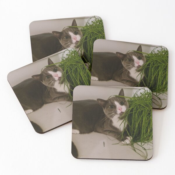 Item preview, Derpy Cat designed and sold by Stocky2020.