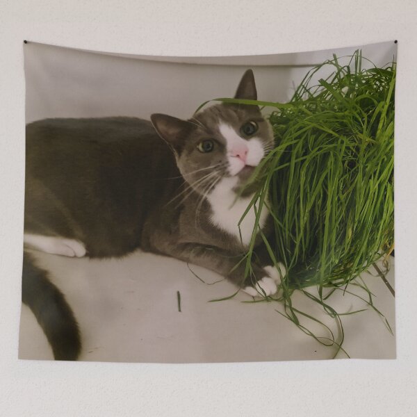 Item preview, Derpy Cat designed and sold by Stocky2020.
