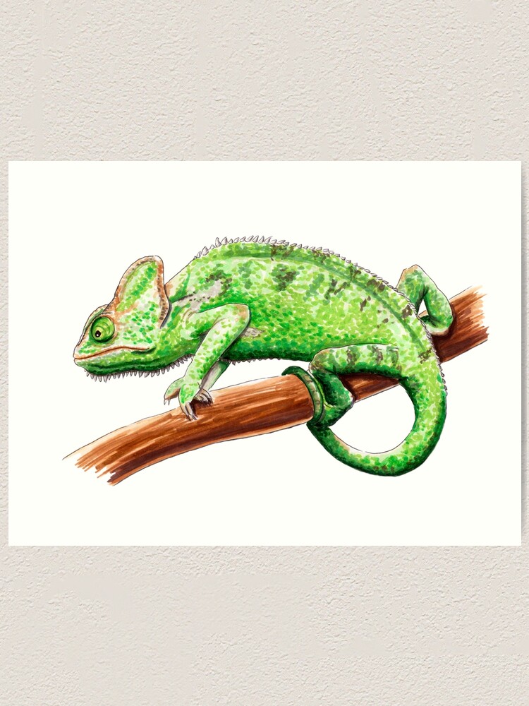 Illustration of green Common Chameleon For sale as Framed Prints