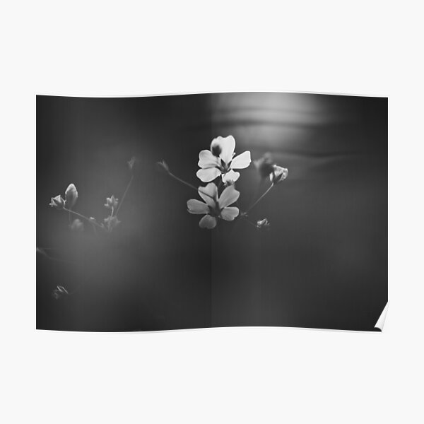 black and white flower Poster