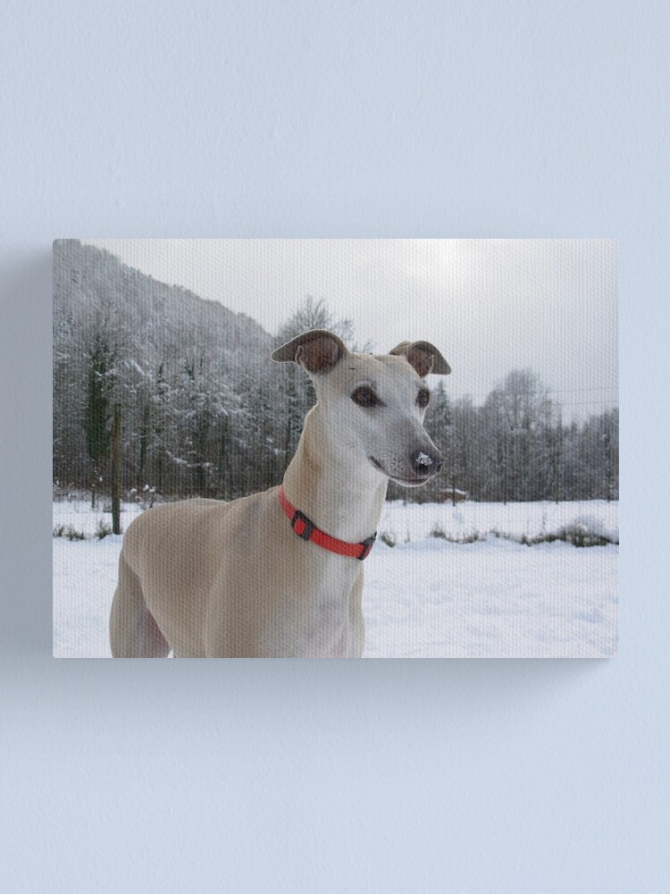 whippet snow