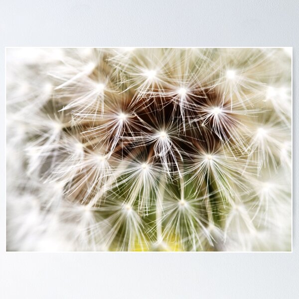Item preview, Dandelion 2 designed and sold by Falko-Follert.