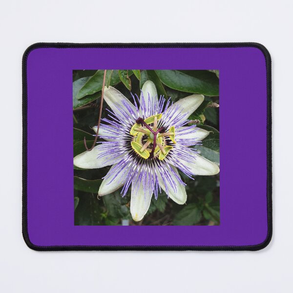 Item preview, Bizarre and beautiful purple passiflora flower (passion flower) photo designed and sold by Pixtela ..