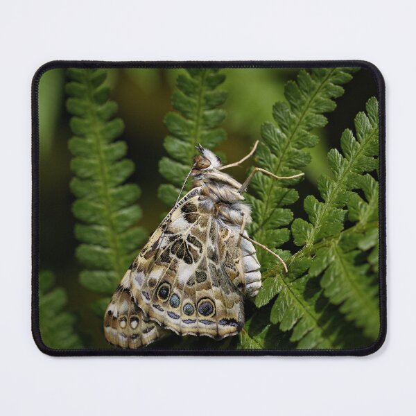 Item preview, Painted Lady butterfly designed and sold by Christian Moss.