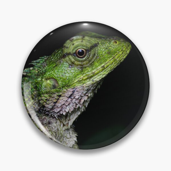 Item preview, A close up of a changeable lizard (Calotes versicolor) designed and sold by AvonPerception.