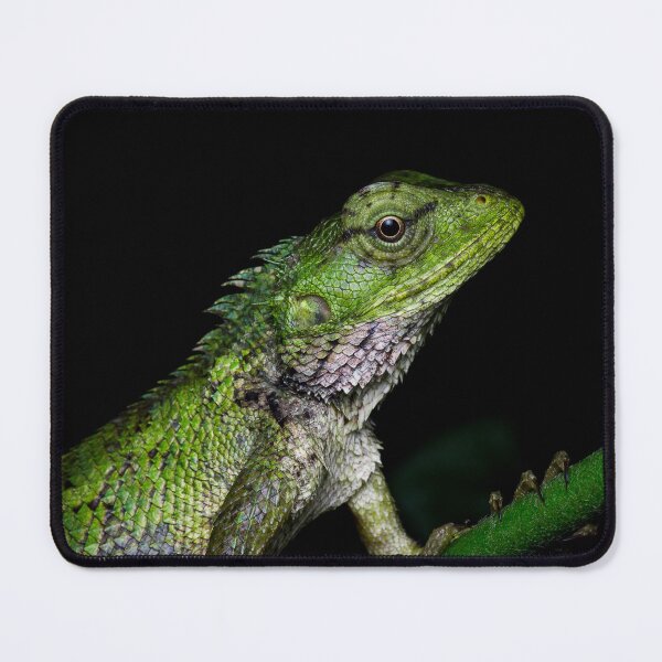 Item preview, A close up of a changeable lizard (Calotes versicolor) designed and sold by AvonPerception.