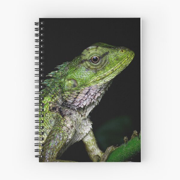 Item preview, A close up of a changeable lizard (Calotes versicolor) designed and sold by AvonPerception.