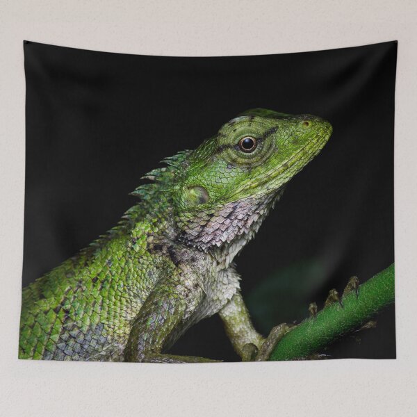 Item preview, A close up of a changeable lizard (Calotes versicolor) designed and sold by AvonPerception.