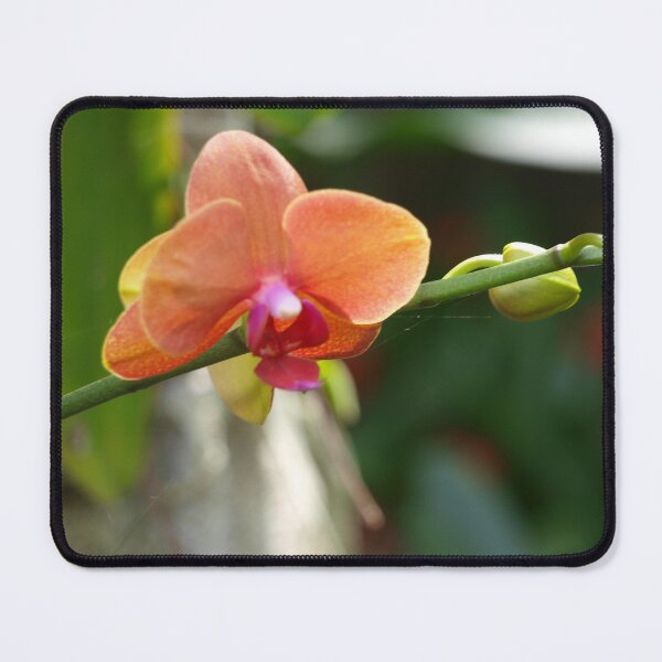 Item preview, Phalaenopsis designed and sold by ginnymac.