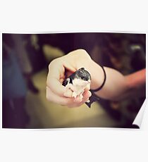 fledgling Poster